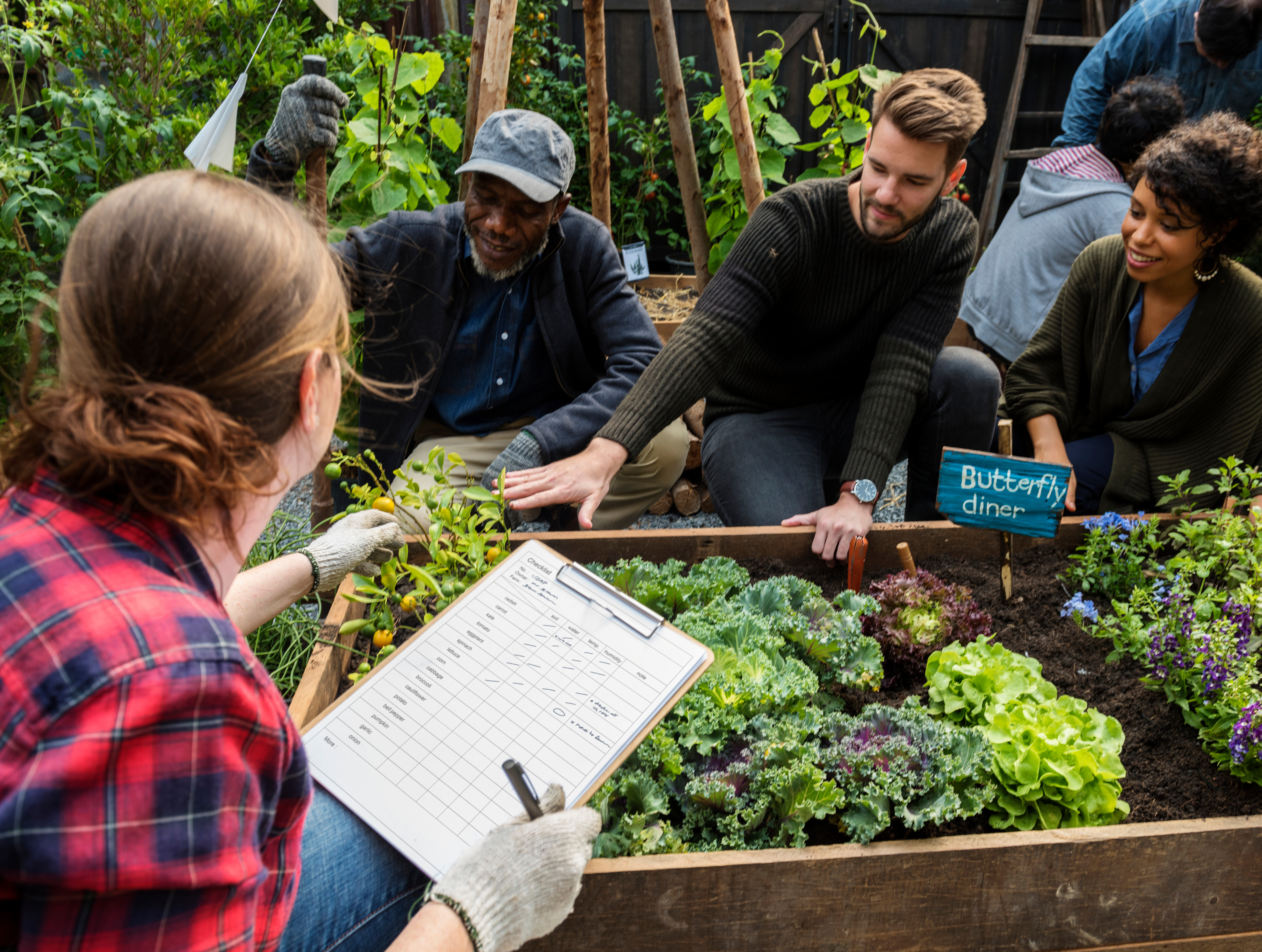 Group working on a vegetable bed in a community garden.