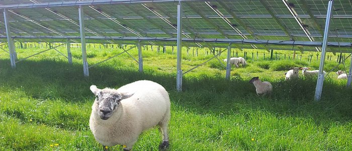 A sheep stood in front of one of the solar panels on a grassland paddock,