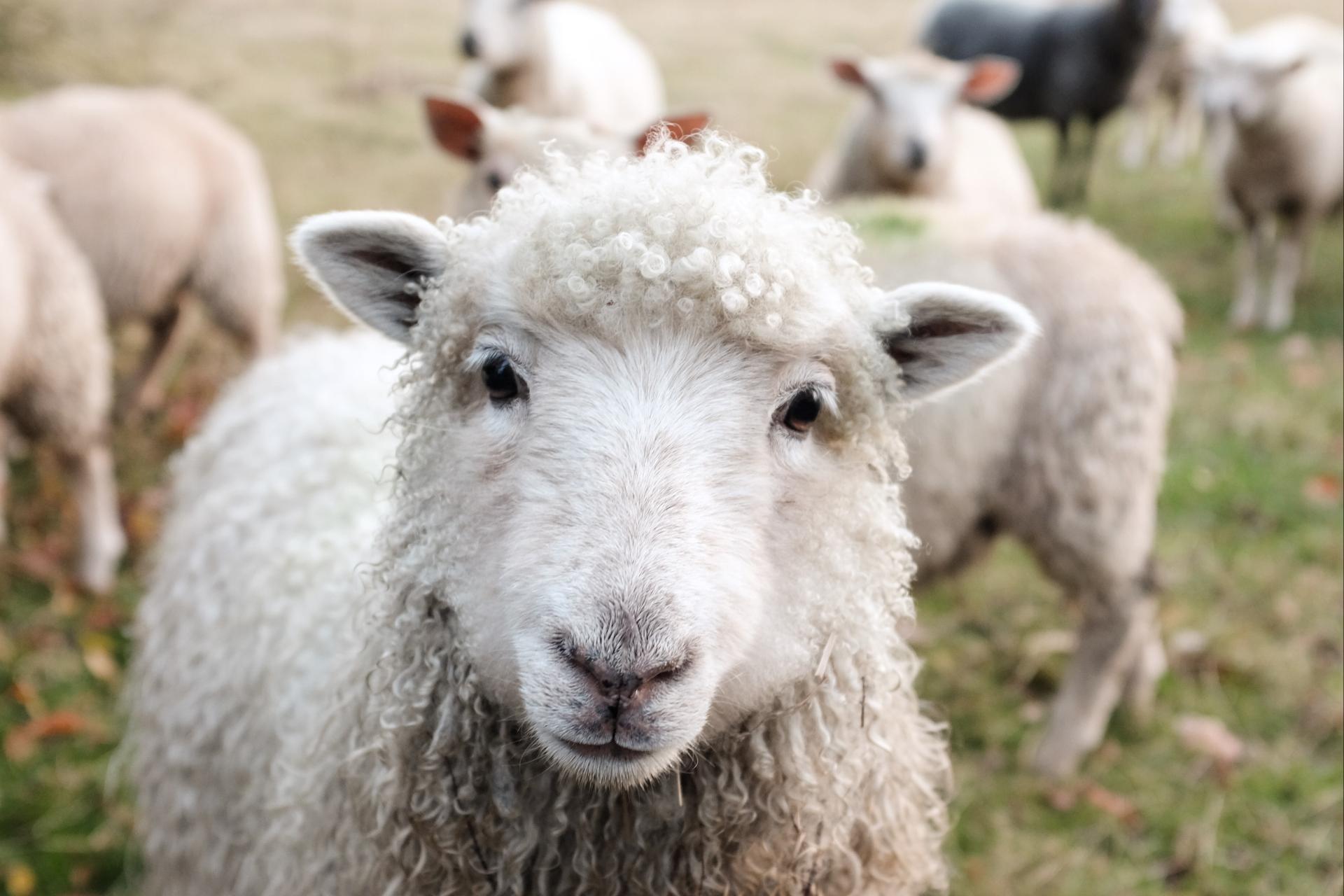 Sheep grazing at Southill Community Energy