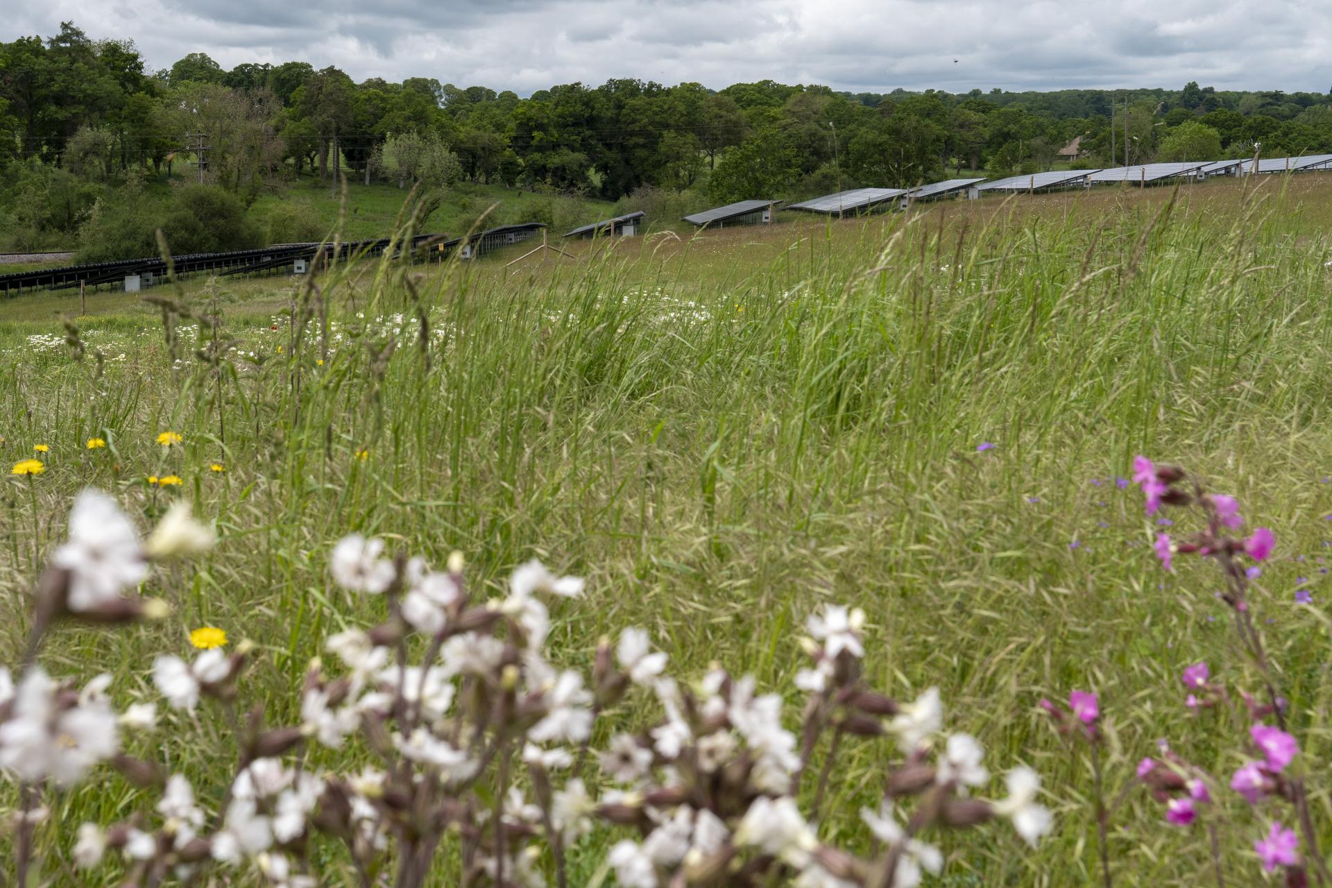 Solar panels in a wildflower meadow, demonstrating the potential of a well-managed renewable energy project.
