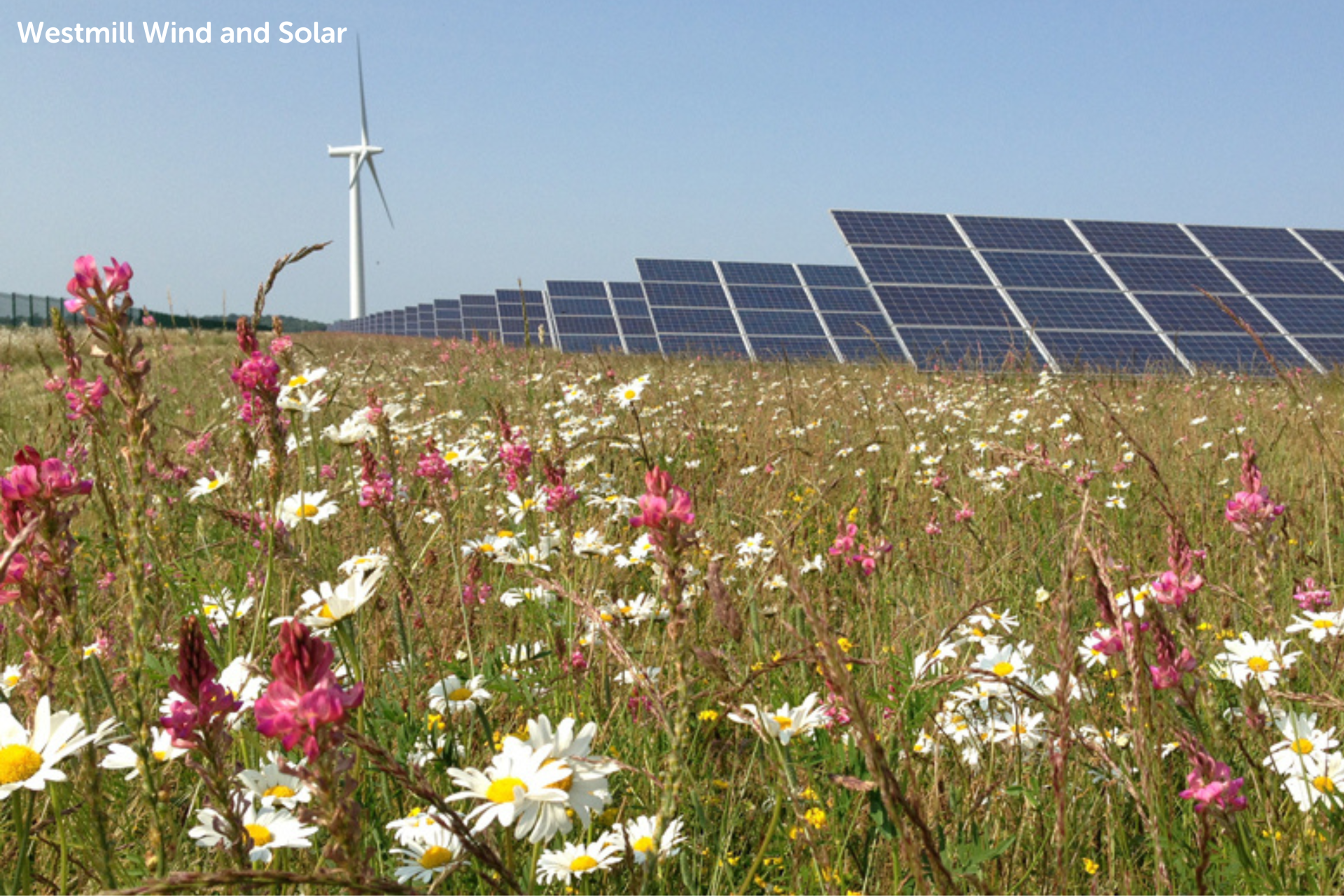 Solar panels installed in a wildflower meadow, supporting biodiversity and promoting sustainable energy.